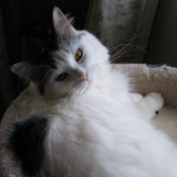 graciepuddincat